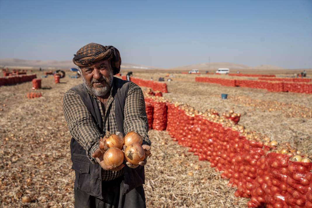 Konya Ovası’nda tablo gibi hasat 20